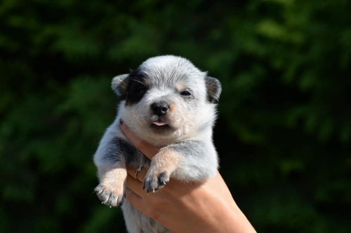 HARLEY DAVIDSON - male - 3 weeks old